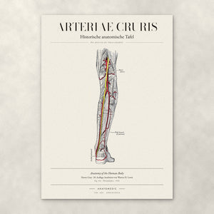 Arteriae Cruris – Anatomie-Poster von ANATOMEDIC, historische anatomische Tafel: Die Arterien des Unterschenkels