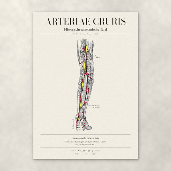 Arteriae Cruris – Anatomie-Poster von ANATOMEDIC, historische anatomische Tafel: Die Arterien des Unterschenkels