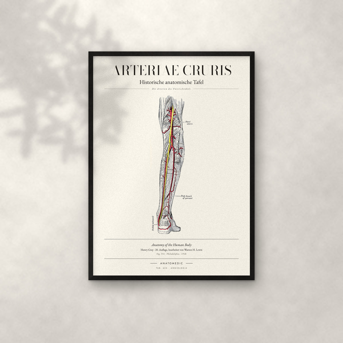 Arteriae Cruris Anatomie-Poster im schwarzen Rahmen an heller Wand