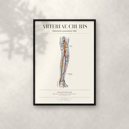Arteriae Cruris Anatomie-Poster im schwarzen Rahmen an heller Wand