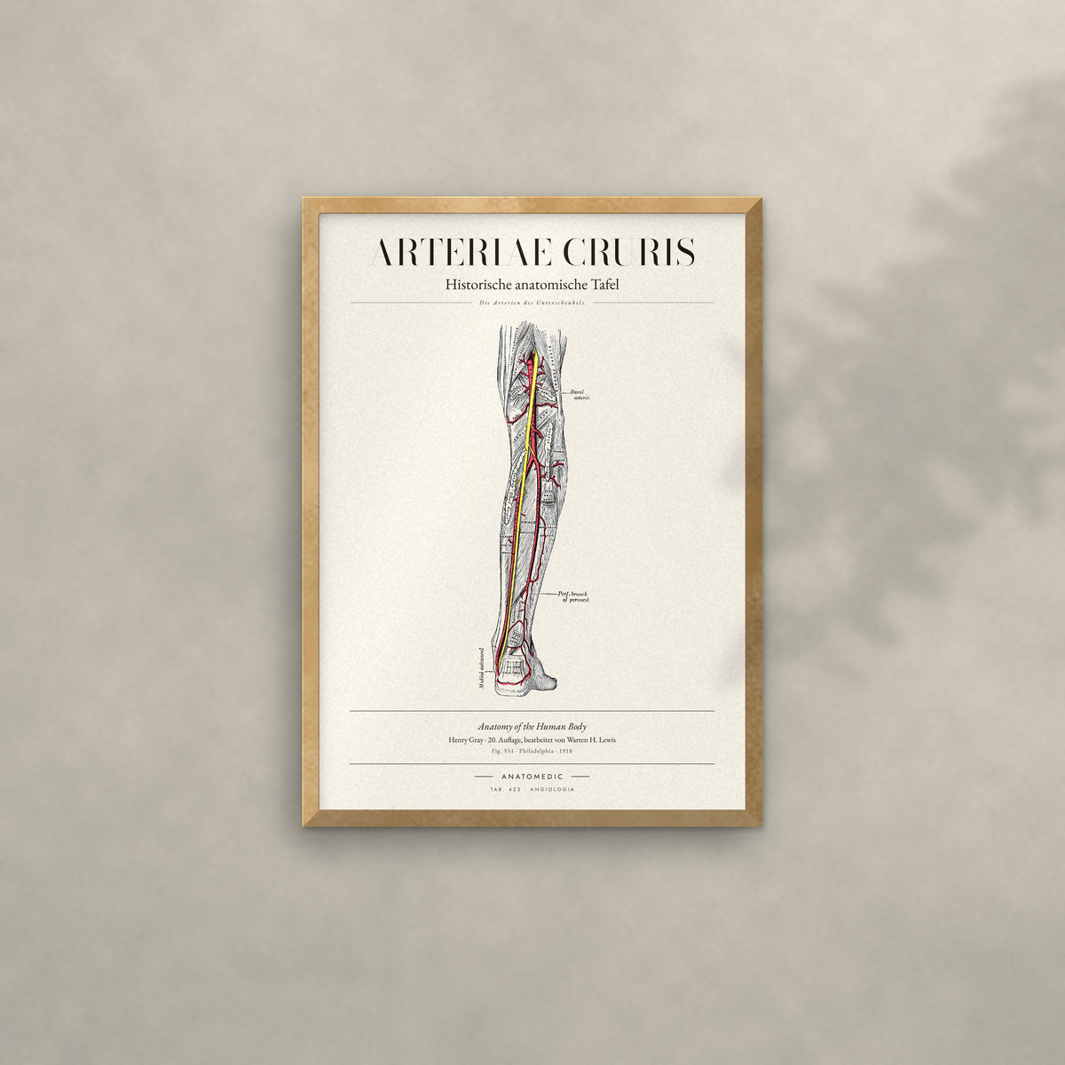 Arteriae Cruris Anatomie-Poster im Eichenrahmen an heller Wand