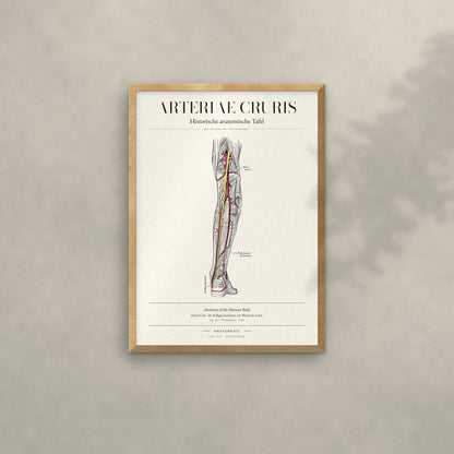 Arteriae Cruris Anatomie-Poster im Eichenrahmen an heller Wand