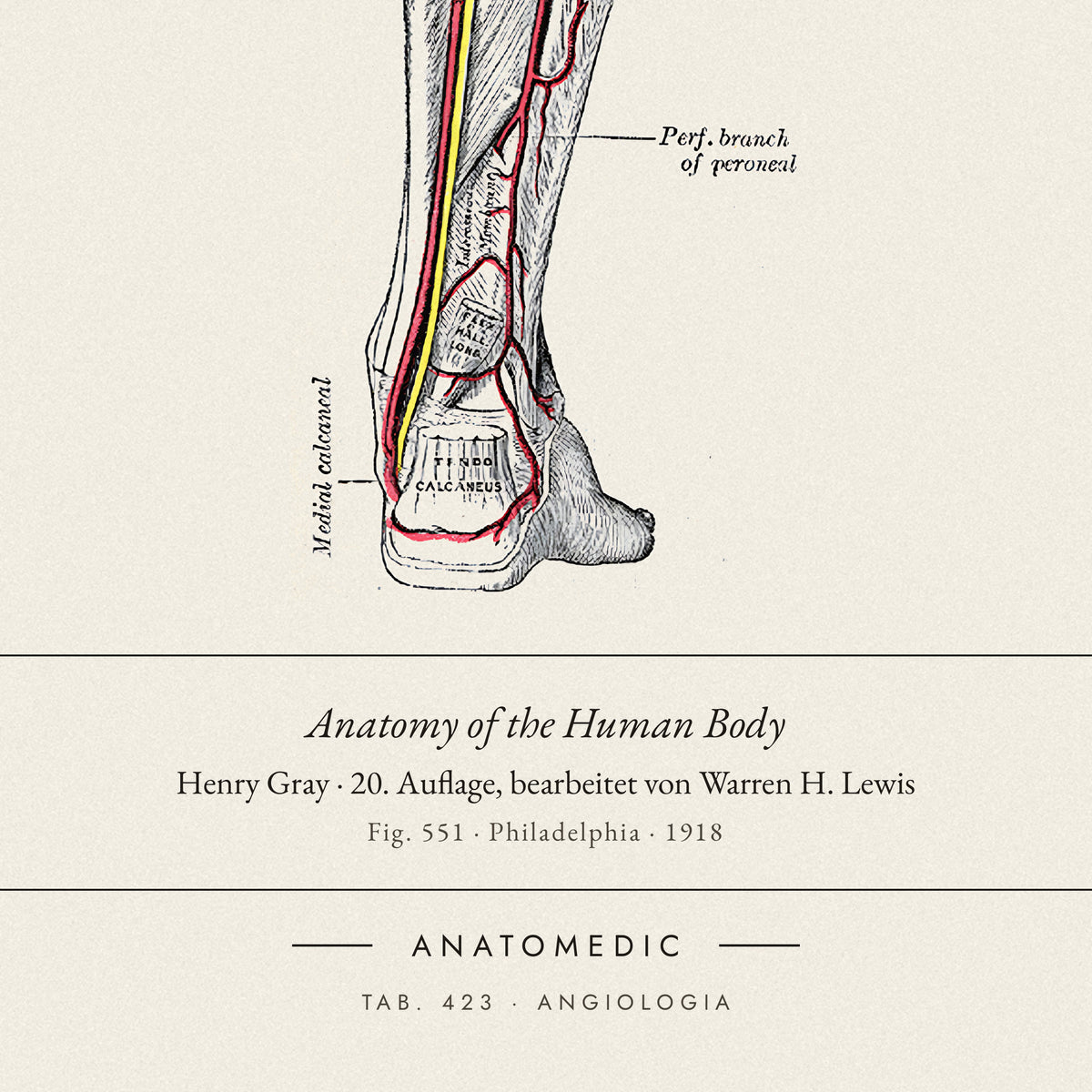 Nahaufnahme der Bildunterschrift: Anatomy of the Human Body · Henry Gray · 20. Auflage, bearbeitet von Warren H. Lewis, TAB. 423 · ANGIOLOGIA