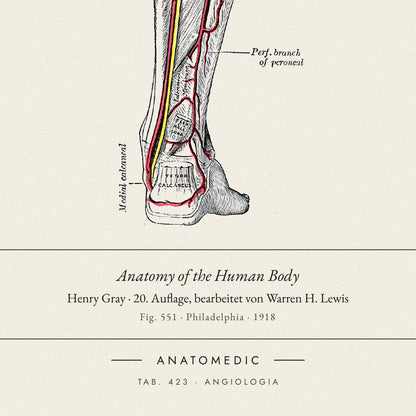 Nahaufnahme der Bildunterschrift: Anatomy of the Human Body · Henry Gray · 20. Auflage, bearbeitet von Warren H. Lewis, TAB. 423 · ANGIOLOGIA