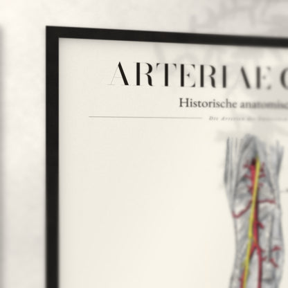 Nahaufnahme von Rahmenecke und Titel „Arteriae Cruris“