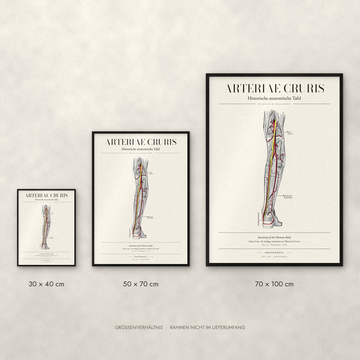 Arteriae Cruris Poster im Größenvergleich: 30 × 40, 50 × 70 und 70 × 100 cm