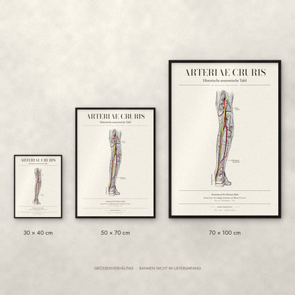 Arteriae Cruris Poster im Größenvergleich: 30 × 40, 50 × 70 und 70 × 100 cm