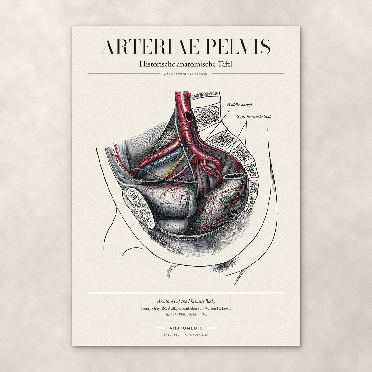 Arteriae Pelvis – Anatomie-Poster von ANATOMEDIC, historische anatomische Tafel: Die Arterien des Beckens