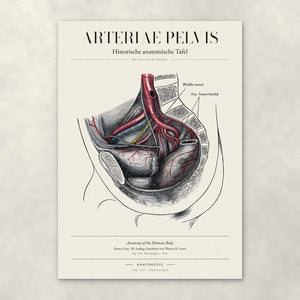 Arteriae Pelvis – Anatomie-Poster von ANATOMEDIC, historische anatomische Tafel: Die Arterien des Beckens
