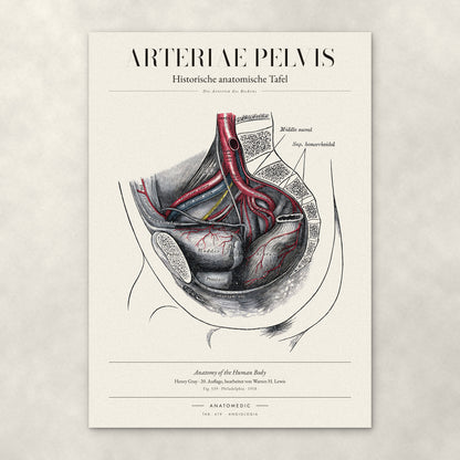 Arteriae Pelvis – Anatomie-Poster von ANATOMEDIC, historische anatomische Tafel: Die Arterien des Beckens