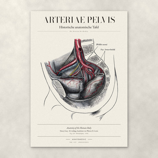 Arteriae Pelvis – Anatomie-Poster von ANATOMEDIC, historische anatomische Tafel: Die Arterien des Beckens