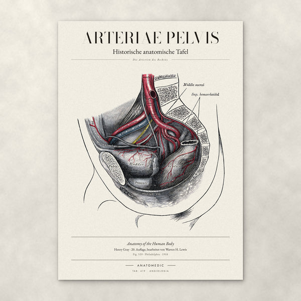 Arteriae Pelvis – Anatomie-Poster von ANATOMEDIC, historische anatomische Tafel: Die Arterien des Beckens
