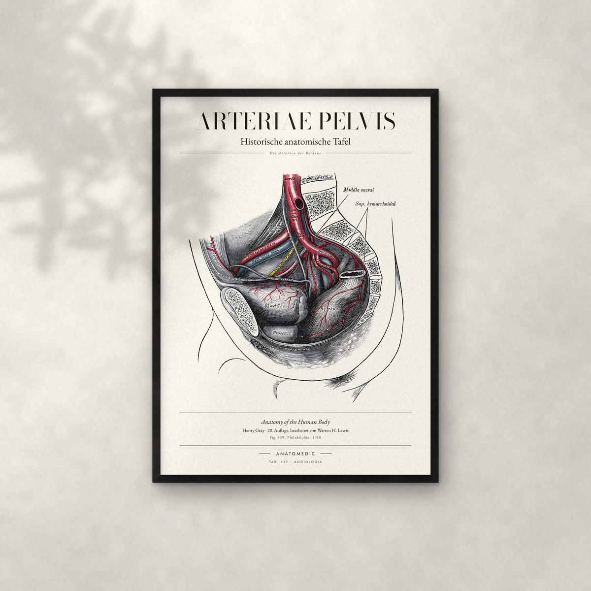 Arteriae Pelvis Anatomie-Poster im schwarzen Rahmen an heller Wand