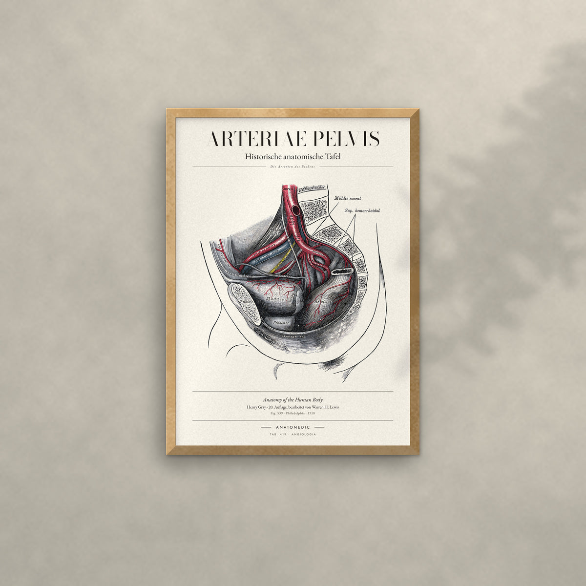 Arteriae Pelvis Anatomie-Poster im Eichenrahmen an heller Wand