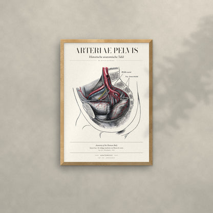 Arteriae Pelvis Anatomie-Poster im Eichenrahmen an heller Wand