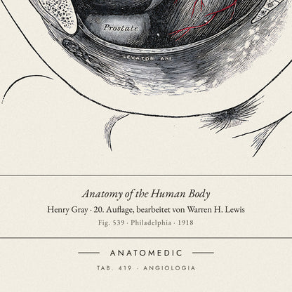 Nahaufnahme der Bildunterschrift: Anatomy of the Human Body · Henry Gray · 20. Auflage, bearbeitet von Warren H. Lewis, TAB. 419 · ANGIOLOGIA