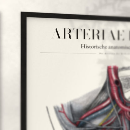 Nahaufnahme von Rahmenecke und Titel „Arteriae Pelvis“