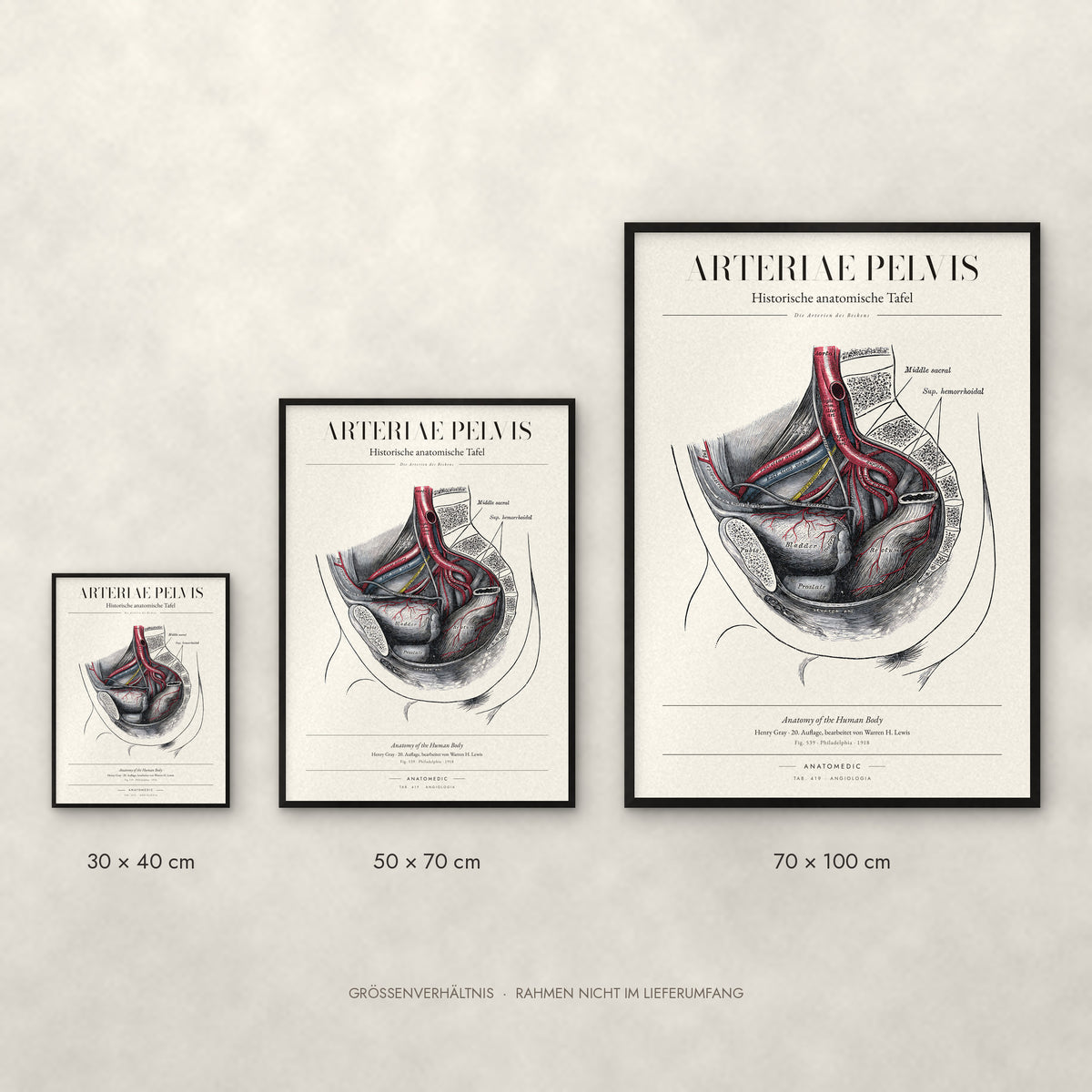 Arteriae Pelvis Poster im Größenvergleich: 30 × 40, 50 × 70 und 70 × 100 cm