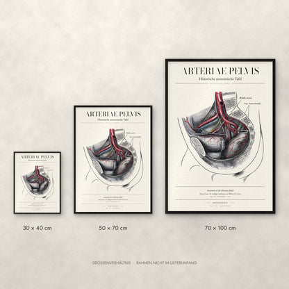 Arteriae Pelvis Poster im Größenvergleich: 30 × 40, 50 × 70 und 70 × 100 cm