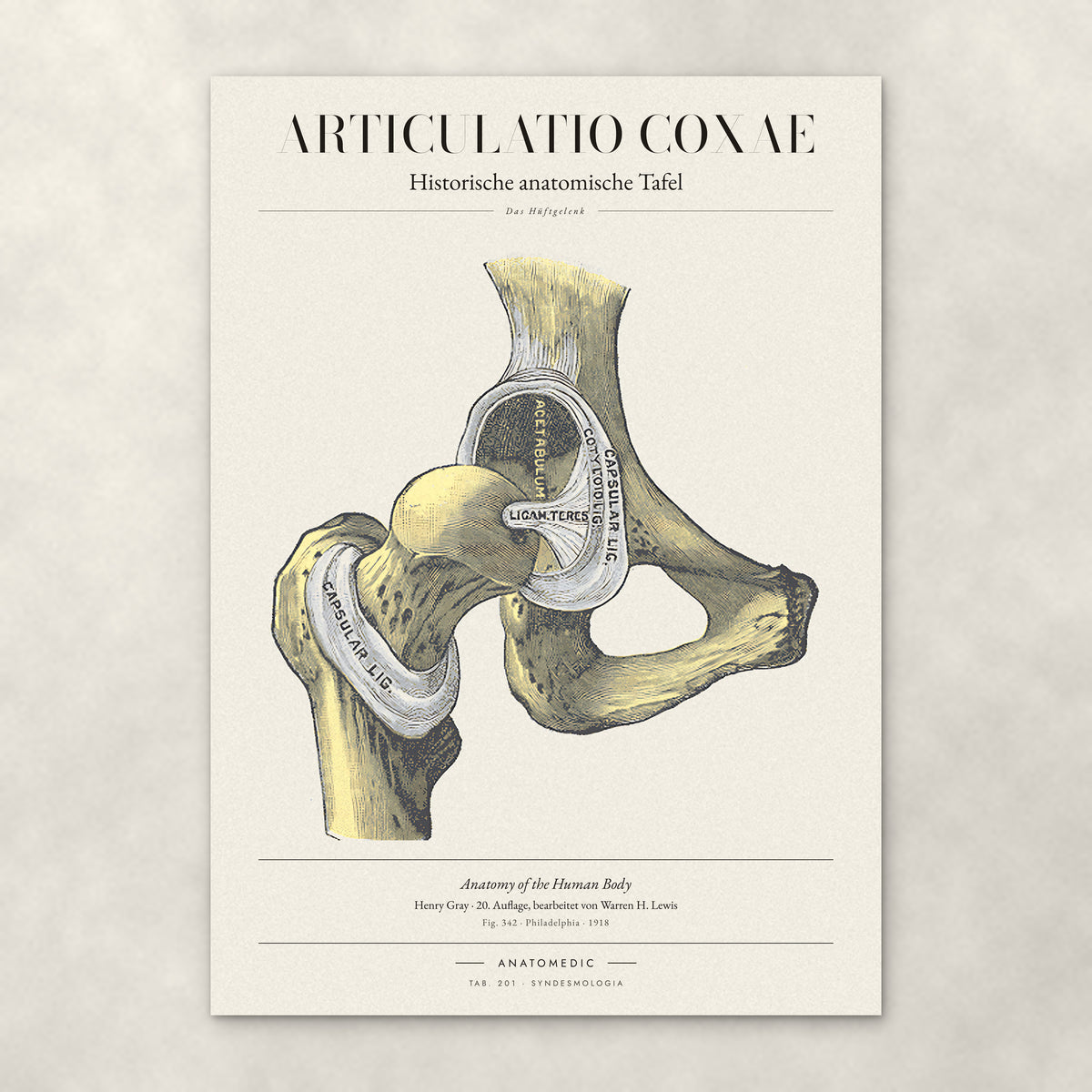 Articulatio Coxae – Anatomie-Poster von ANATOMEDIC, historische anatomische Tafel: Das Hüftgelenk