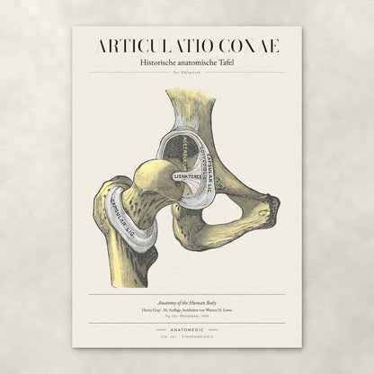 Articulatio Coxae – Anatomie-Poster von ANATOMEDIC, historische anatomische Tafel: Das Hüftgelenk