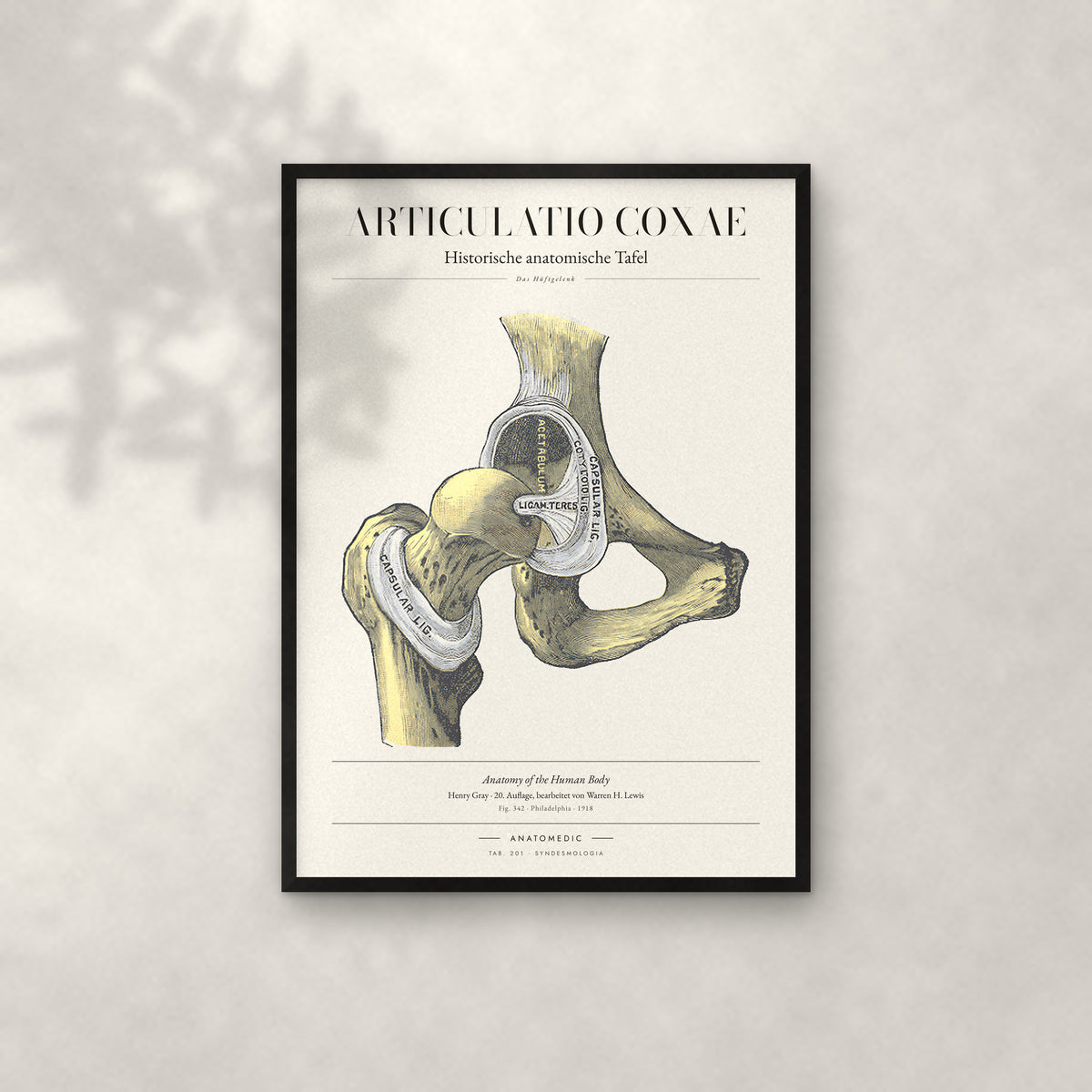 Articulatio Coxae Anatomie-Poster im schwarzen Rahmen an heller Wand
