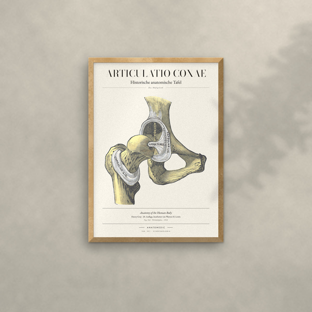 Articulatio Coxae Anatomie-Poster im Eichenrahmen an heller Wand