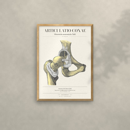 Articulatio Coxae Anatomie-Poster im Eichenrahmen an heller Wand