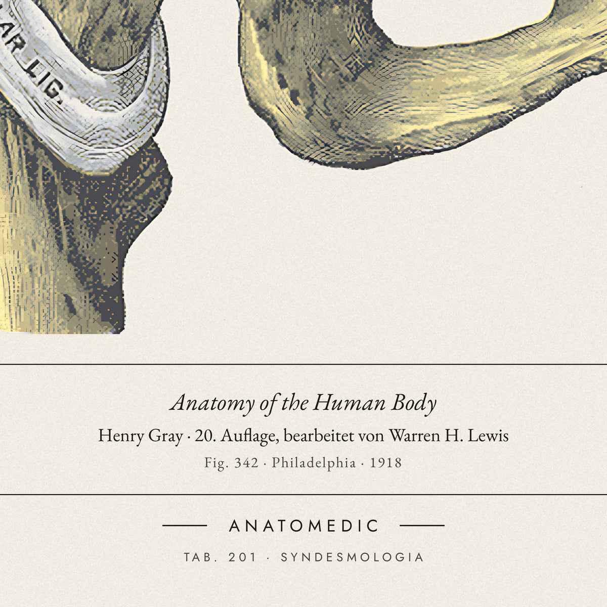 Nahaufnahme der Bildunterschrift: Anatomy of the Human Body · Henry Gray · 20. Auflage, bearbeitet von Warren H. Lewis, TAB. 201 · SYNDESMOLOGIA