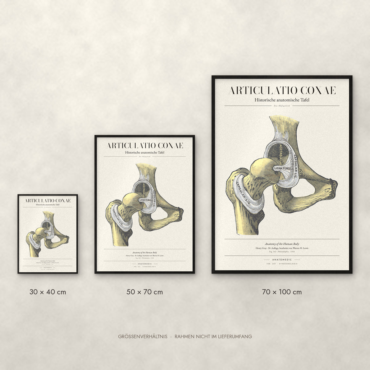 Articulatio Coxae Poster im Größenvergleich: 30 × 40, 50 × 70 und 70 × 100 cm