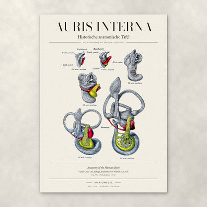 Auris Interna – Anatomie-Poster von ANATOMEDIC, historische anatomische Tafel: Die Entwicklung des häutigen Labyrinths