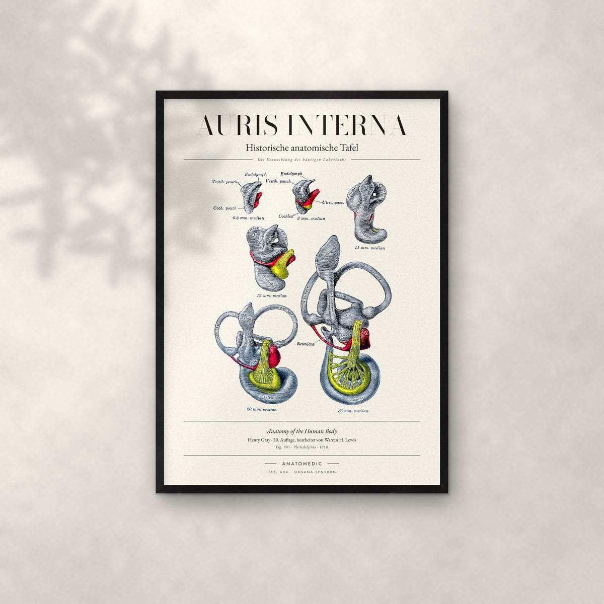 Auris Interna Anatomie-Poster im schwarzen Rahmen an heller Wand