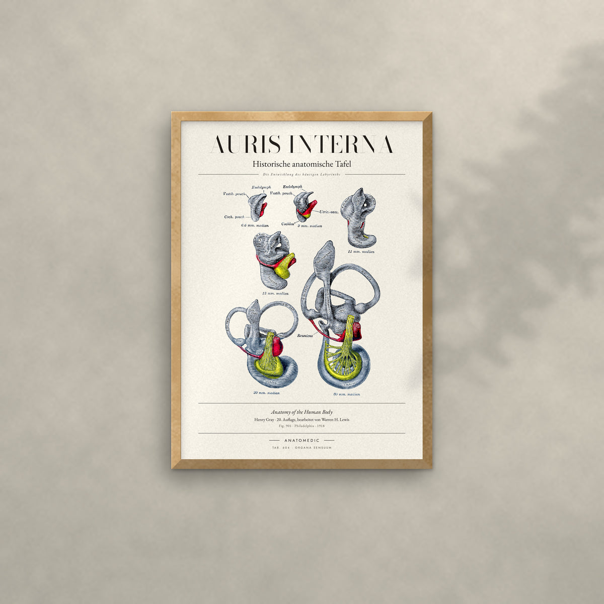Auris Interna Anatomie-Poster im Eichenrahmen an heller Wand