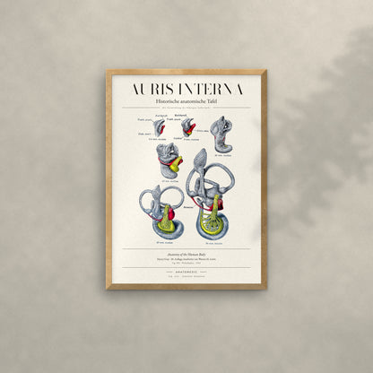 Auris Interna Anatomie-Poster im Eichenrahmen an heller Wand
