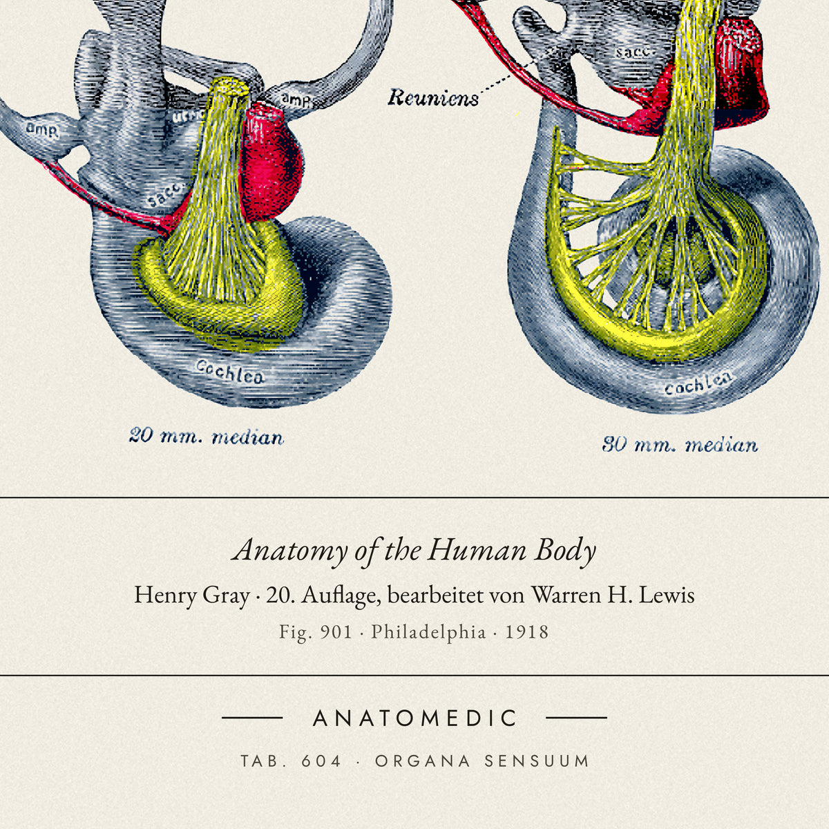 Nahaufnahme der Bildunterschrift: Anatomy of the Human Body · Henry Gray · 20. Auflage, bearbeitet von Warren H. Lewis, TAB. 604 · ORGANA SENSUUM