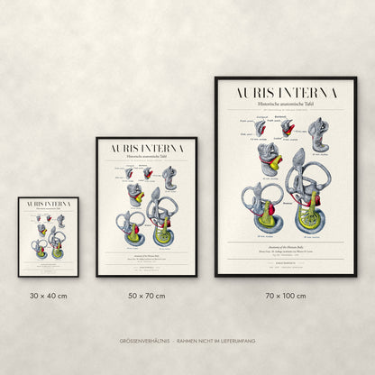Auris Interna Poster im Größenvergleich: 30 × 40, 50 × 70 und 70 × 100 cm