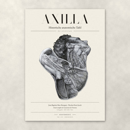 Axilla – Anatomie-Poster von ANATOMEDIC, historische anatomische Tafel: Hals- und Achselregion