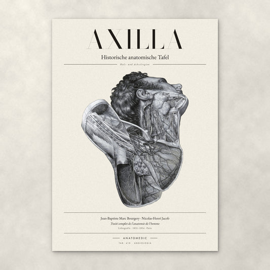 Axilla – Anatomie-Poster von ANATOMEDIC, historische anatomische Tafel: Hals- und Achselregion