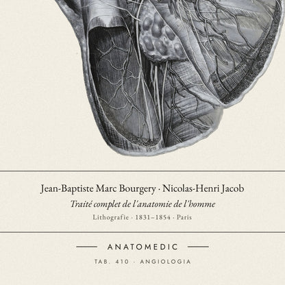 Nahaufnahme der Bildunterschrift: Jean-Baptiste Marc Bourgery · Nicolas-Henri Jacob · Traité complet de l'anatomie de l'homme, TAB. 410 · ANGIOLOGIA