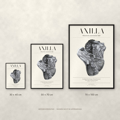 Axilla Poster im Größenvergleich: 30 × 40, 50 × 70 und 70 × 100 cm