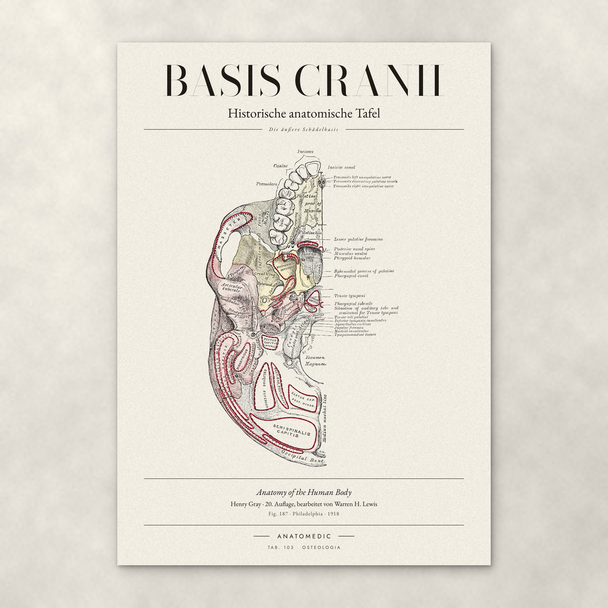 Basis Cranii – Die äußere Schädelbasis – Anatomie-Poster von ANATOMEDIC, historische anatomische Tafel: Die äußere Schädelbasis