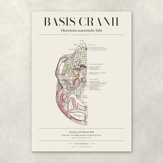 Basis Cranii – Die äußere Schädelbasis – Anatomie-Poster von ANATOMEDIC, historische anatomische Tafel: Die äußere Schädelbasis