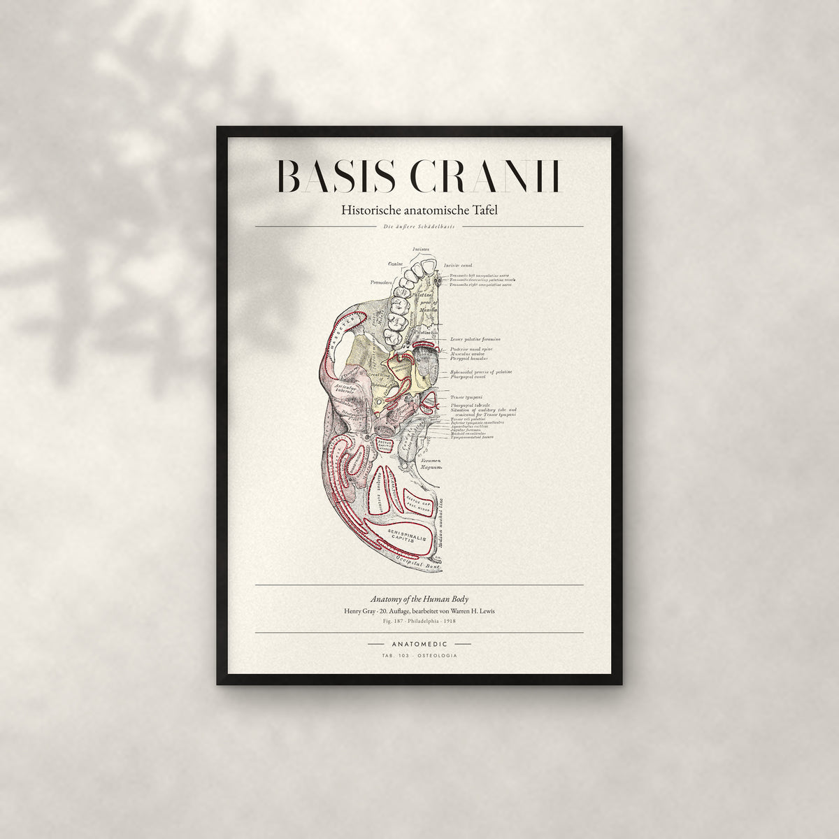 Basis Cranii – Die äußere Schädelbasis Anatomie-Poster im schwarzen Rahmen an heller Wand