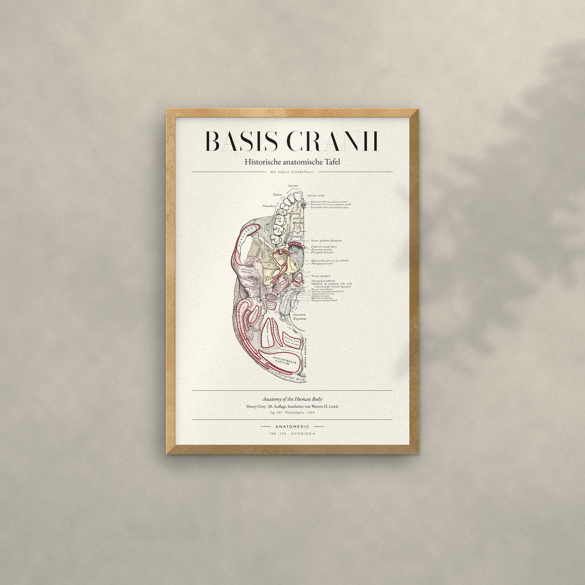 Basis Cranii Anatomie-Poster im Eichenrahmen an heller Wand