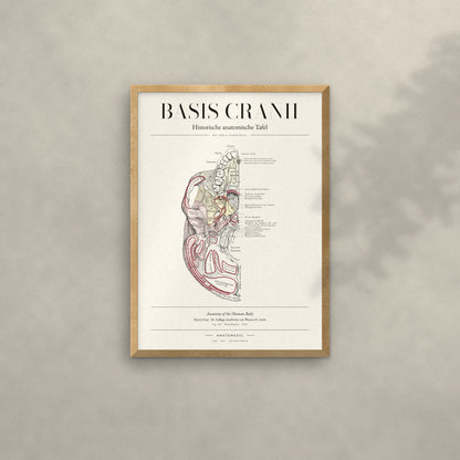 Basis Cranii Anatomie-Poster im Eichenrahmen an heller Wand