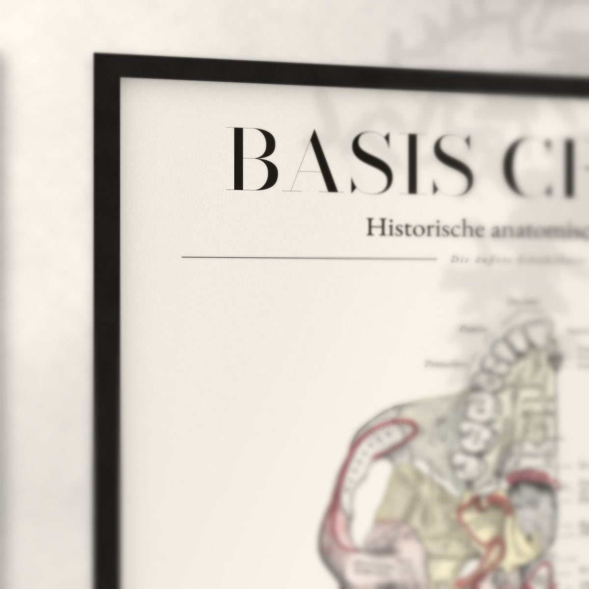 Nahaufnahme von Rahmenecke und Titel „Basis Cranii – Die äußere Schädelbasis“