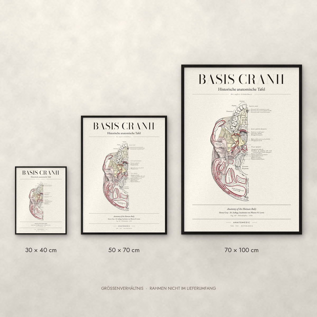 Basis Cranii – Die äußere Schädelbasis Poster im Größenvergleich: 30 × 40, 50 × 70 und 70 × 100 cm