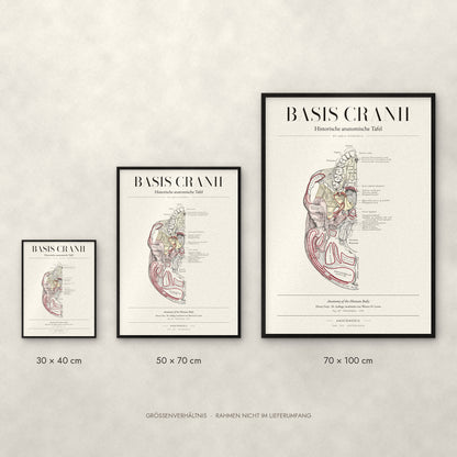 Basis Cranii – Die äußere Schädelbasis Poster im Größenvergleich: 30 × 40, 50 × 70 und 70 × 100 cm