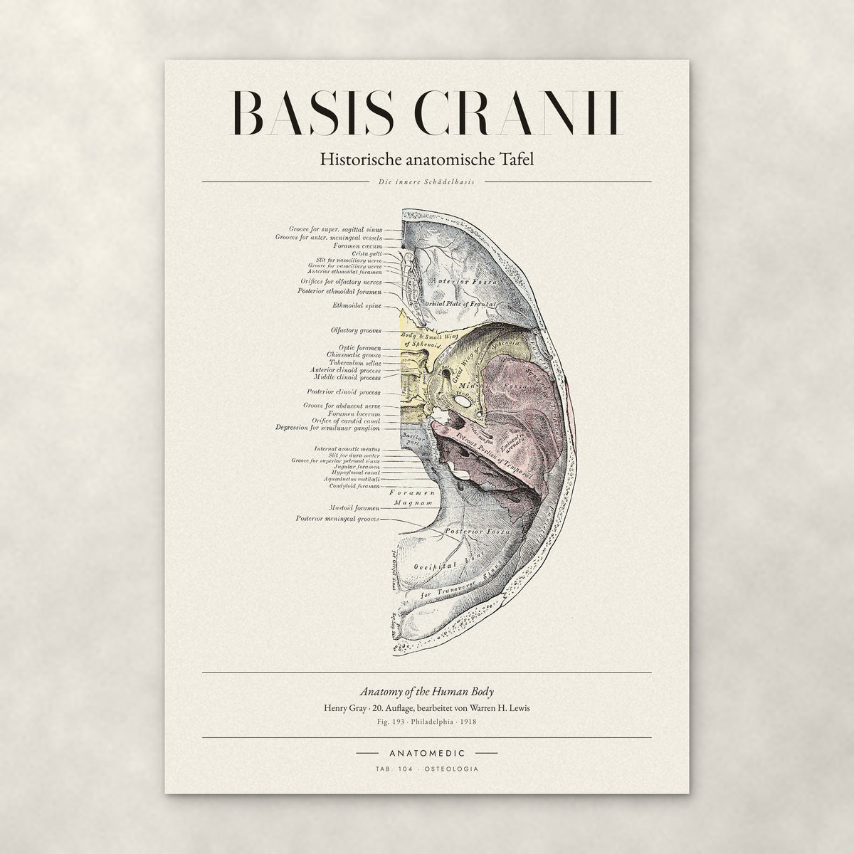Basis Cranii – Die innere Schädelbasis – Anatomie-Poster von ANATOMEDIC, historische anatomische Tafel: Die innere Schädelbasis
