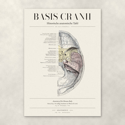 Basis Cranii – Die innere Schädelbasis – Anatomie-Poster von ANATOMEDIC, historische anatomische Tafel: Die innere Schädelbasis